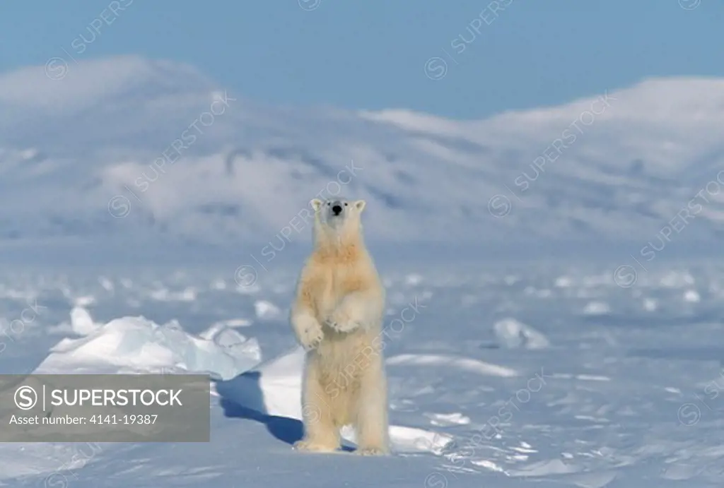 polar bear ursus maritimus young, sniffing air for scents svalbard, norwegian arctic