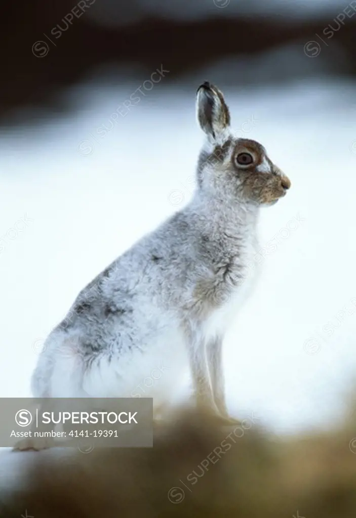 mountain hare lepus timidus intermediate phase, in heather cairngorms, grampian, scotland