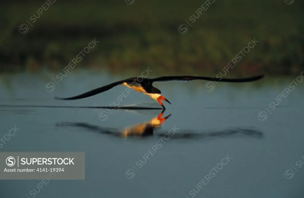 black skimmer feeding in flight rynchops niger pantanal, mato grosso, brazil