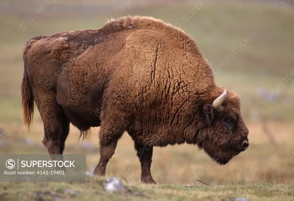 european bison bison bonasus poland