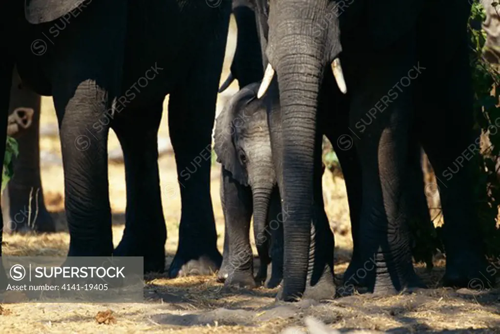 african elephant calf loxodonta africana sheltered by herd chobe national park, botswana. 