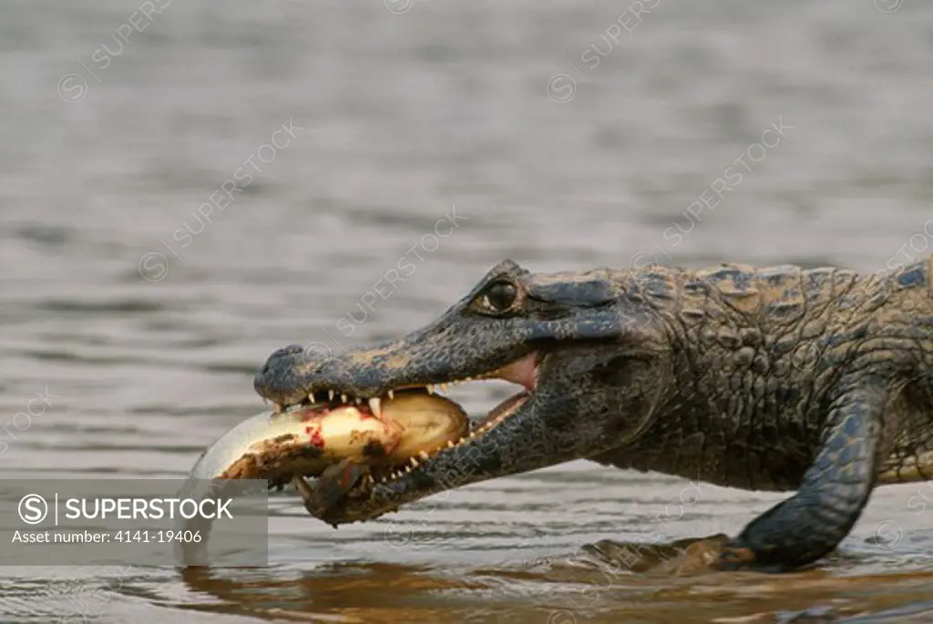 spectacled caiman caiman crocodilus yacare eating piranha prey pantanal, mato grosso, southern brazil 