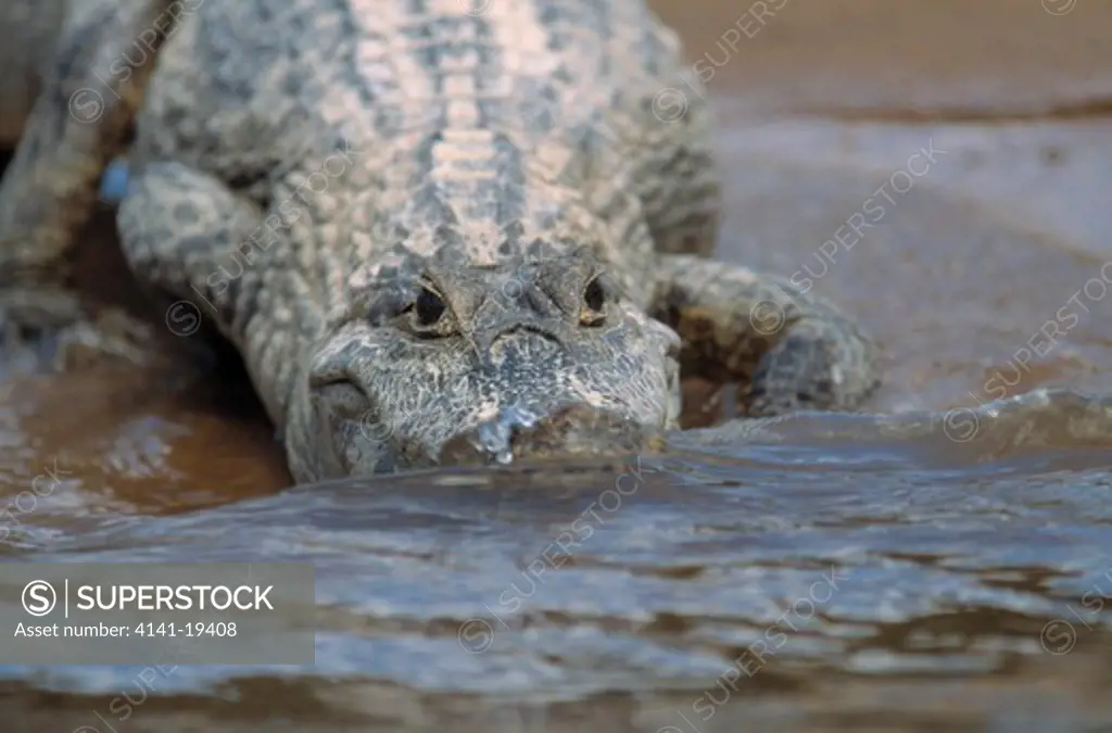 spectacled caiman caiman crocodilus entering water pantanal, mato grosso, brazil, south america 