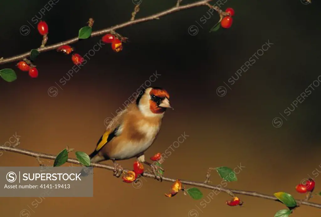 goldfinch carduelis carduelis eating berries 