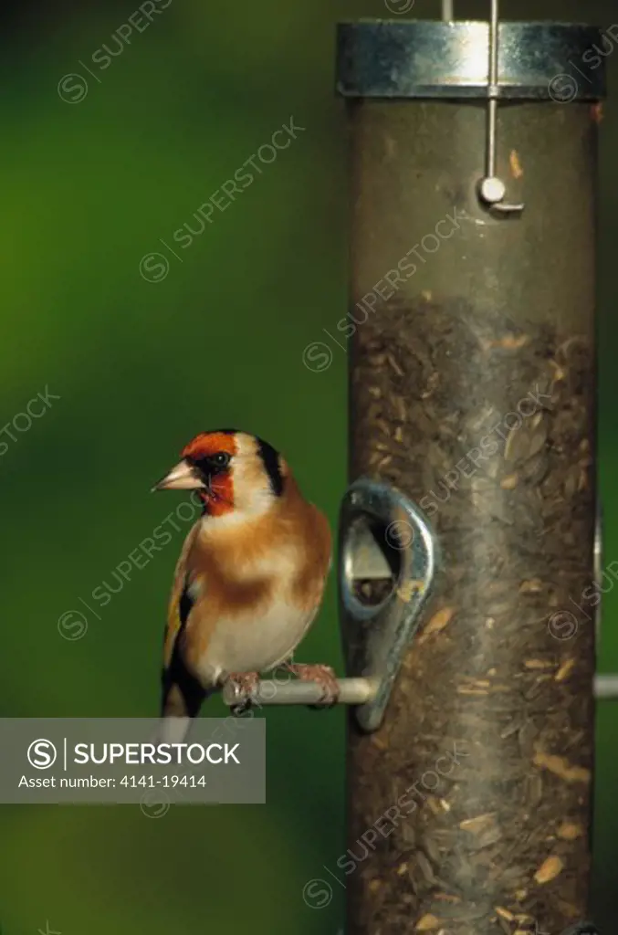 goldfinch carduelis carduelis eating seeds from feeder