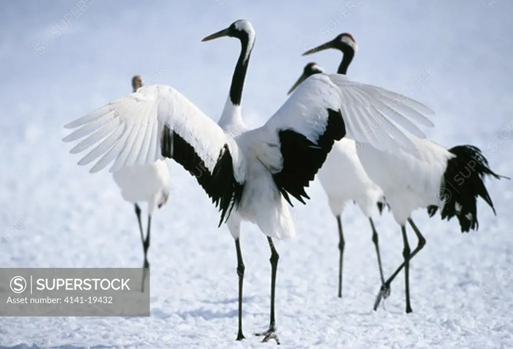 japanese or red-crowned crane grus japonensis in dancing display to others nearby hokkaido, japan