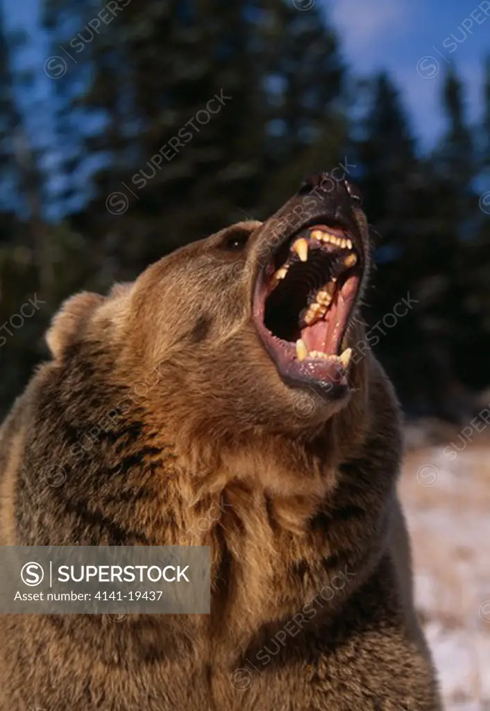 american brown or grizzly bear ursus arctos horribilis snarling 