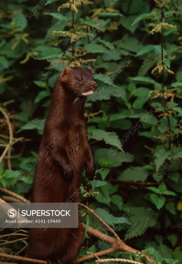 american mink male mustela vison on hind quarters, on lookout 