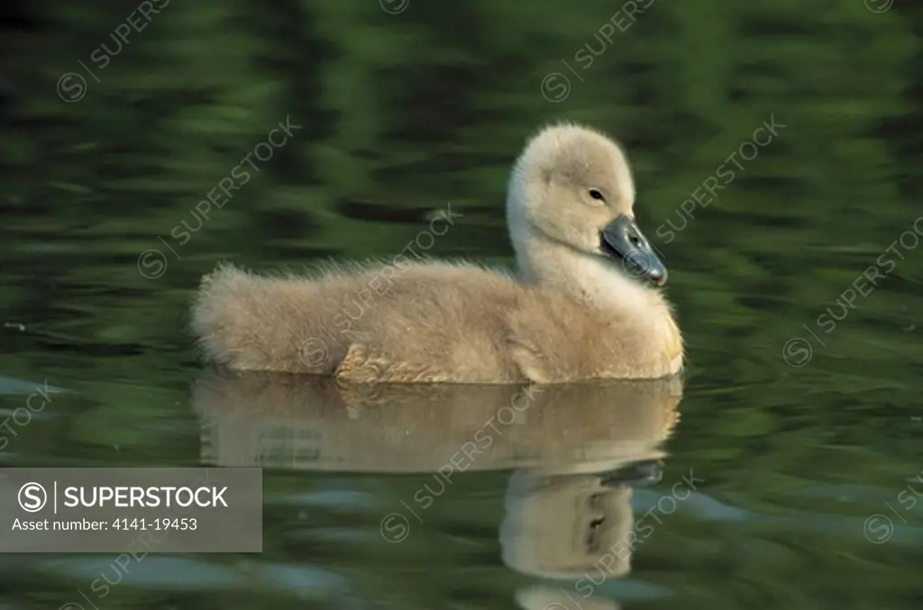 mute swan cygnos olor cygnet on water, uk 