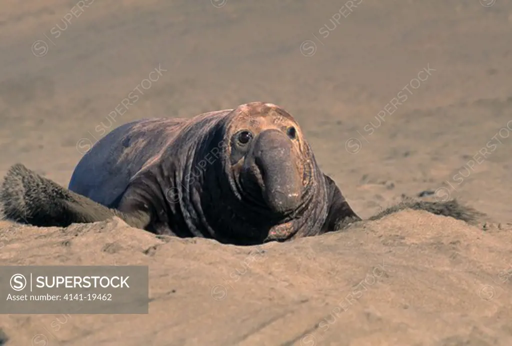 northern elephant seal bull mirounga angustirostris on beach san simeon, california, usa