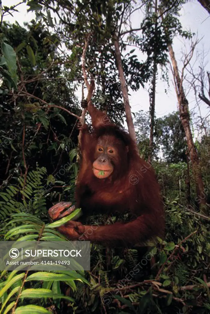 bornean orangutan pongo pygmaeus tanjung puting national park, kalimantan, borneo.
