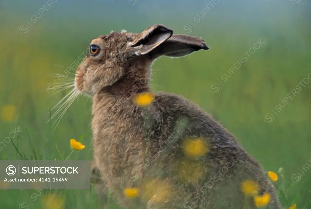 european brown hare lepus europaeus amongst buttercups cairngorms, scotland 