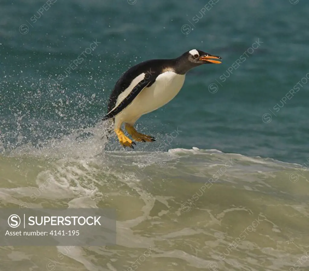 gentoo penguin pygoscelis papua papua jumping over wave falkland islands