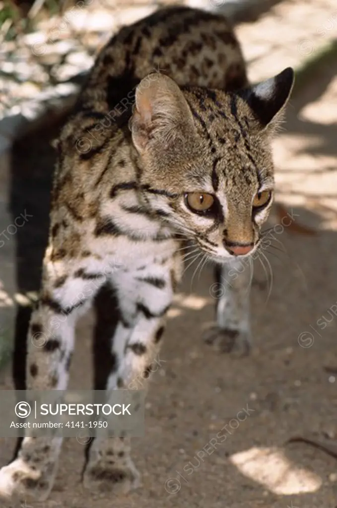 tiger cat or oncilla felis tigrinus brazil