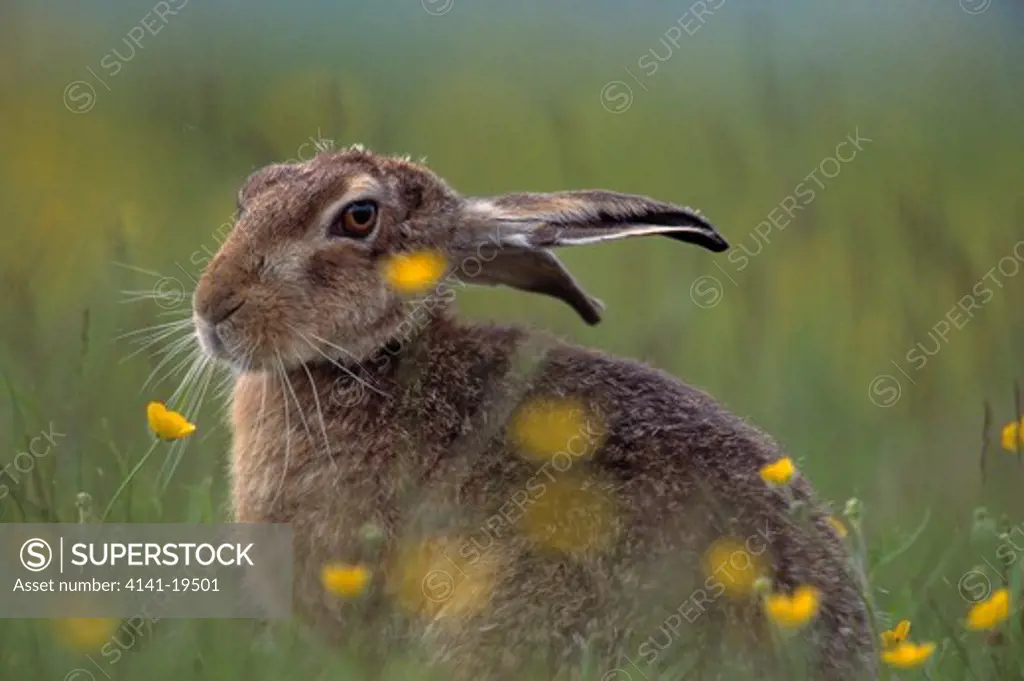 european brown hare lepus europaeus sitting amongst buttercups cairngorms, grampian highlands, scotland
