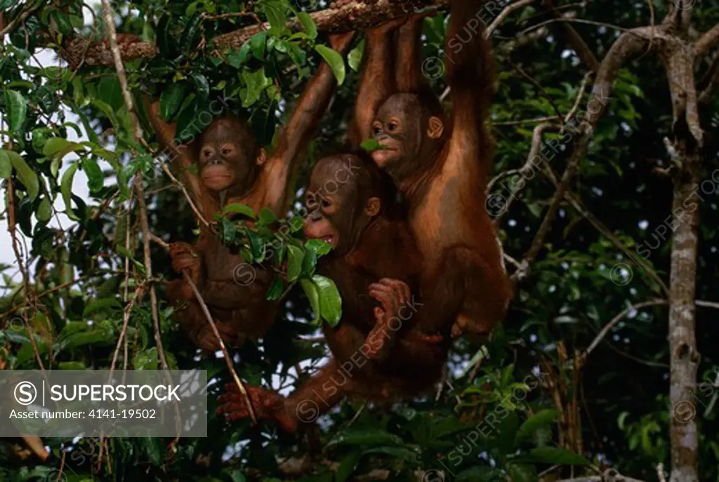 orangutan pongo pygmaeus three young, tanjung puting national park, kalimantan, borneo.