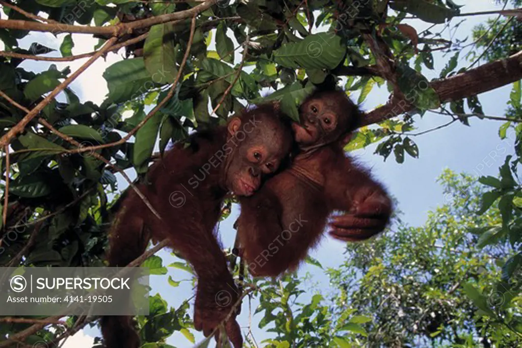 bornean orangutans young pongo pygmaeus tanjung puting national park, kalimantan, borneo.