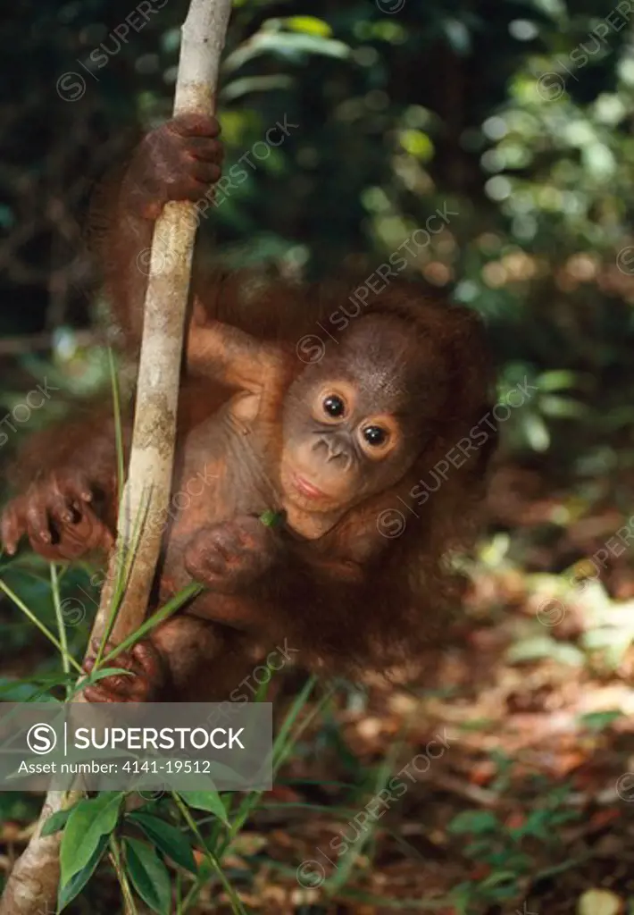 orangutan young pongo pygmaeus clinging to thin tree trunk. tanjung puting national park, kalimantan, borneo.