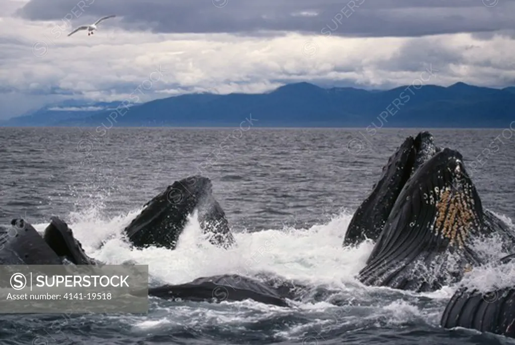 humpback whale megaptera novaeangliae group, bubble-net feeding frederick sound, alaska, usa 