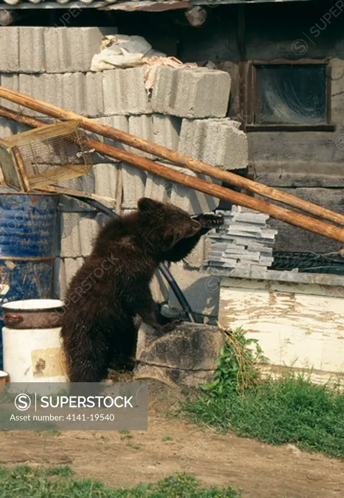 eurasian brown bear ursus arctos arctos young on hind legs, investigating concrete slabs in farmyard romania