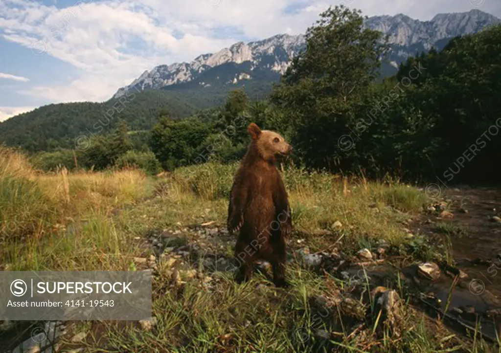 eurasian brown bear ursus arctos arctos young on hind legs carpathian mountains, romania