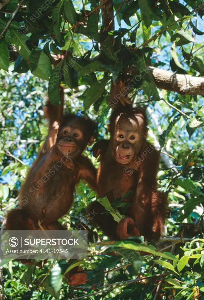 orangutans 2 young in tree pongo pygmaeus tanjung puting national park, kalimantan, borneo. 