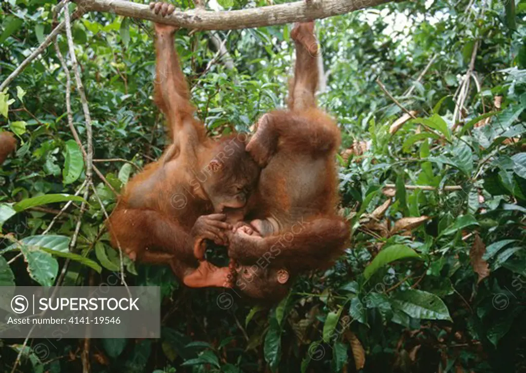 orangutan two young pongo pygmaeus hanging from branch, by arms, quarrelling. tanjung puting np, kalimantan, borneo 