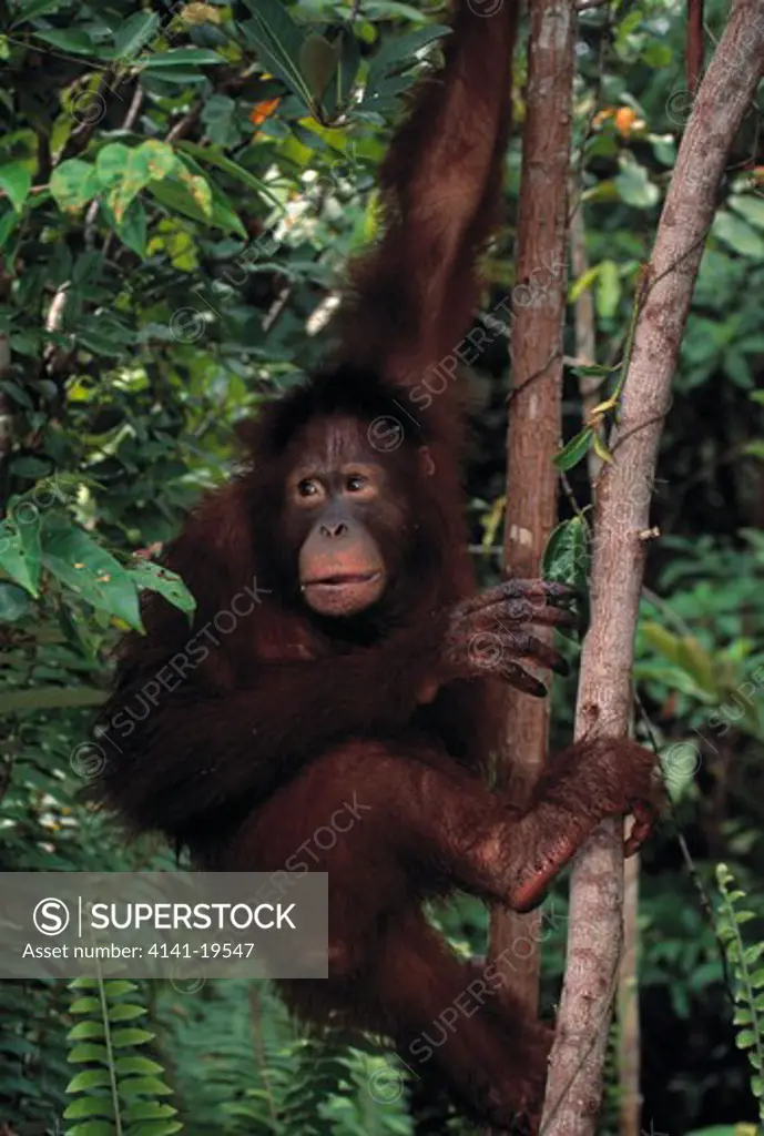 orangutan female pongo pygmaeus tanjung puting national park, kalimantan, borneo .