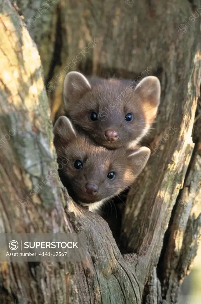 pine marten martes martes two young in fork of tree