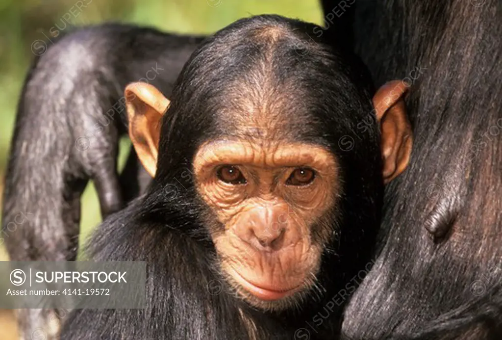 chimpanzzee pan troglodytes young, face detail, with mother chimfunshi sanctuary, zambia 