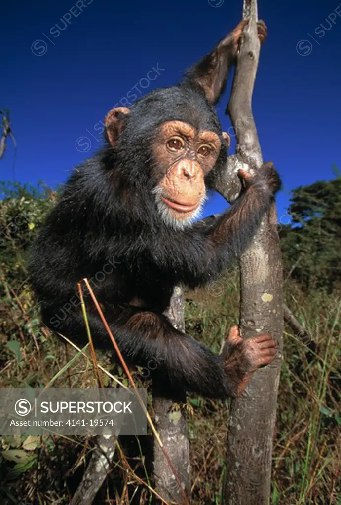 chimpanzee baby climbing tree pan troglodytes chimfunshi sanctuary, zambia.
