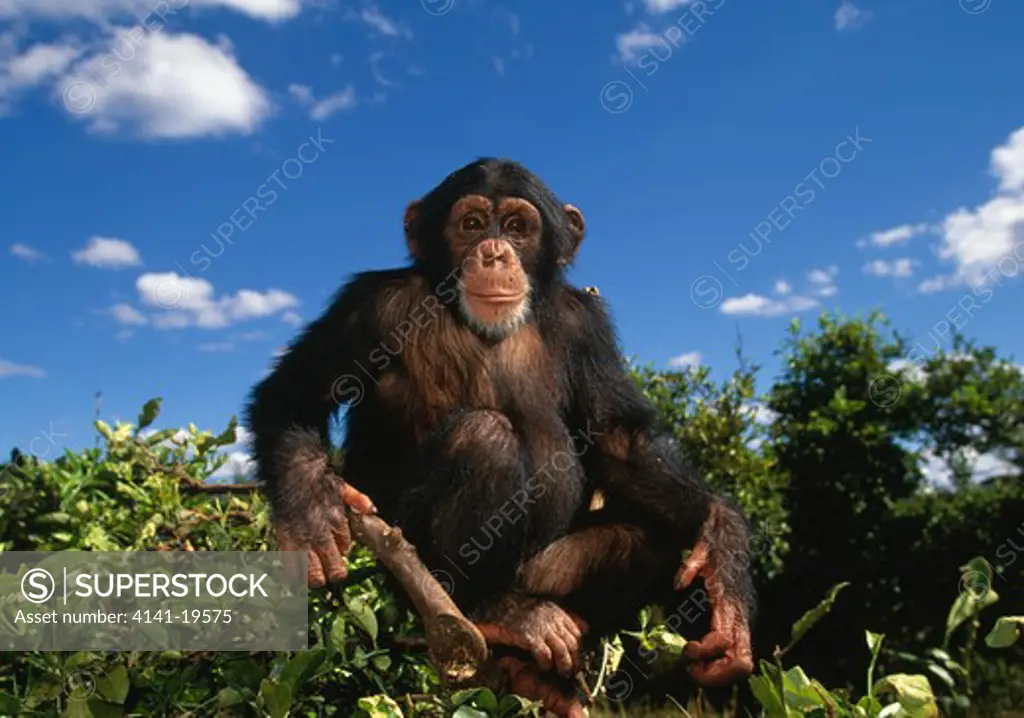 chimpanzee young pan troglodytes chimfunshi sanctuary, zambia 
