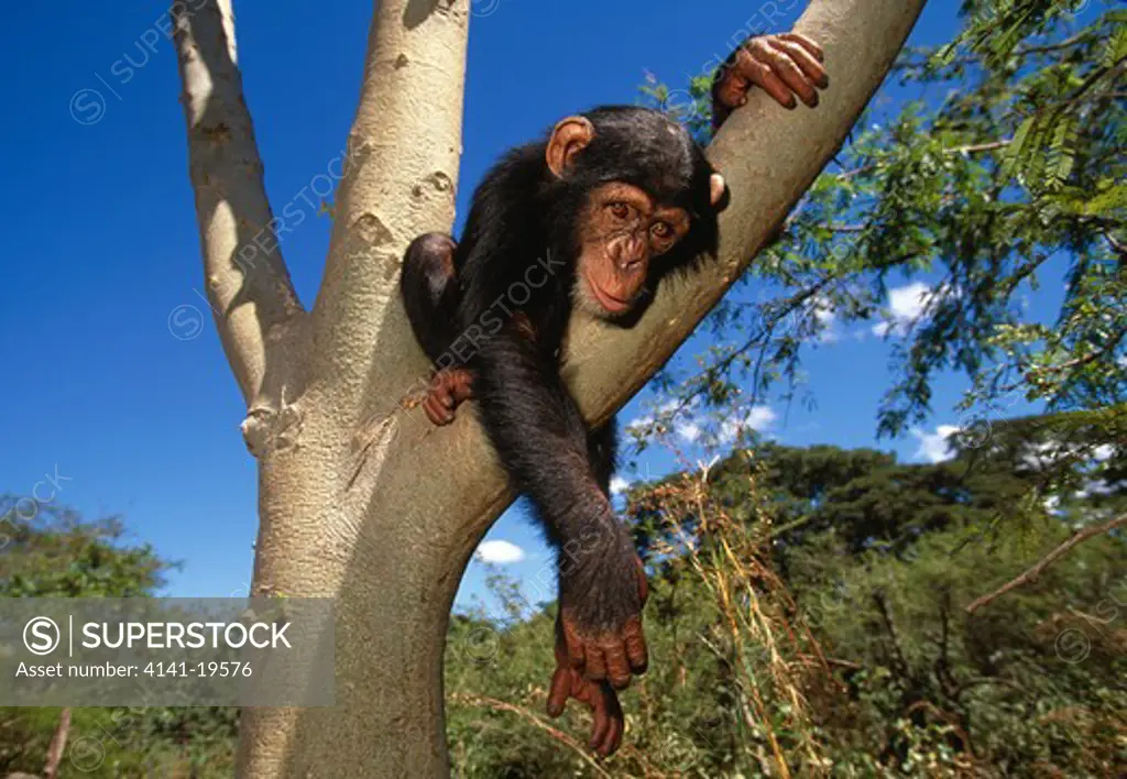 chimpanzee baby resting in tree pan troglodytes chimfunshi sanctuary, zambia