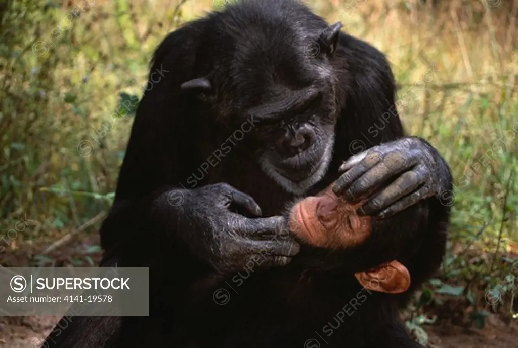 chimpanzee mother grooming baby pan troglodytes chimfunshi sanctuary, zambia