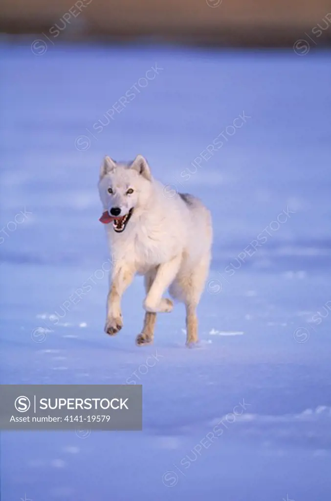 arctic or tundra wolf canis lupus mackenzii running on snow-covered tundra