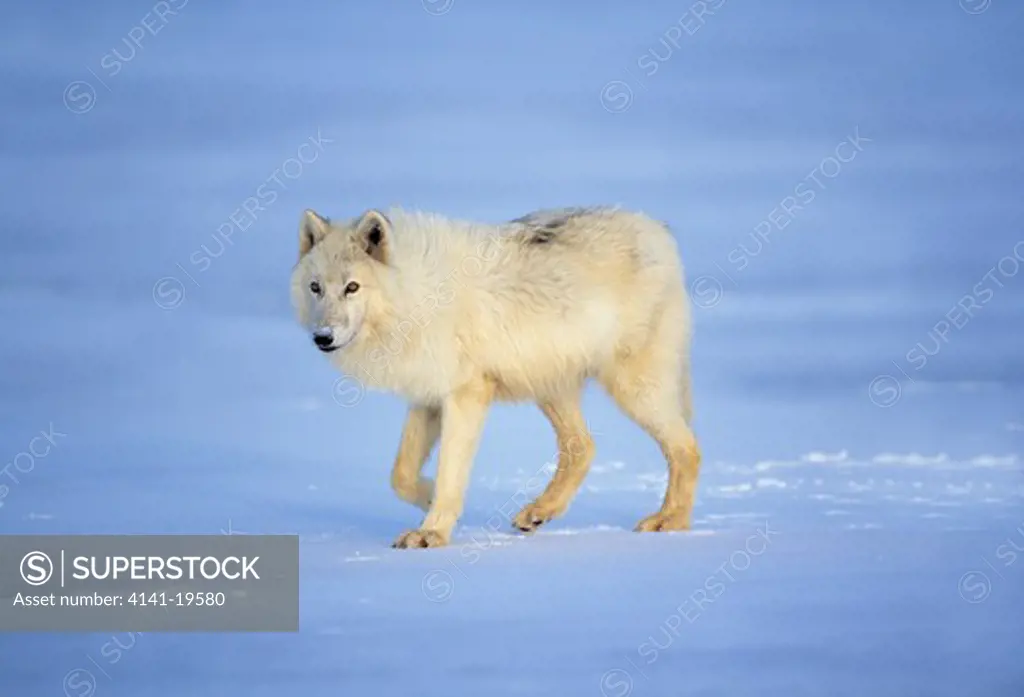 arctic wolf canis lupus mackenzii on snow-covered tundra 