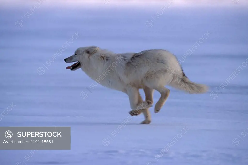 arctic or tundra wolf canis lupus mackenzii running across lying snow