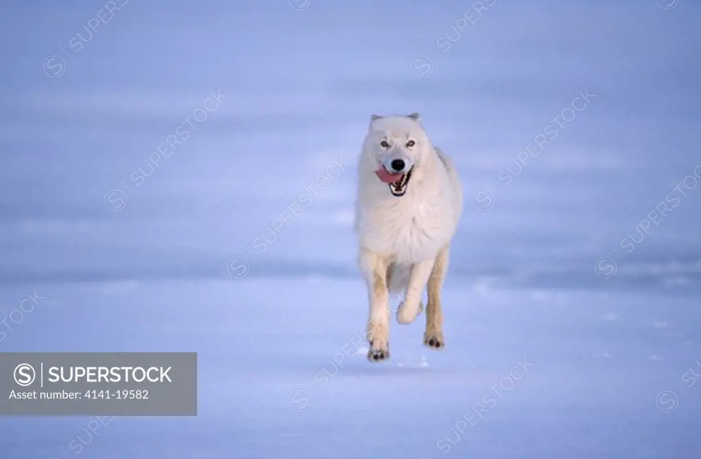 arctic or tundra wolf canis lupus mackenzii running across lying snow