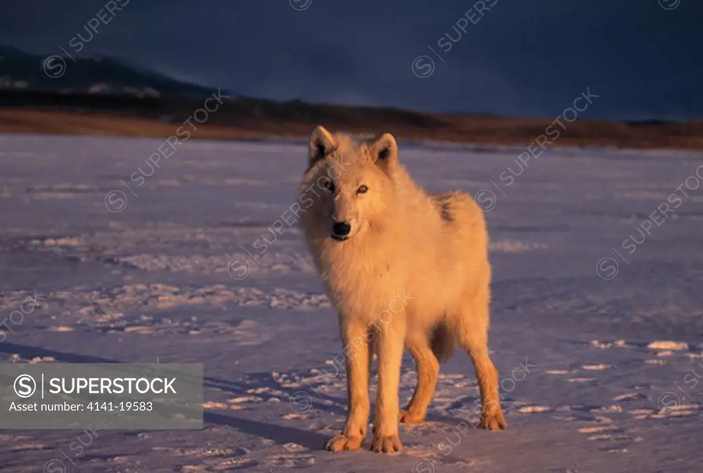 arctic or tundra wolf canis lupus mackenzii standing on snow-covered tundra