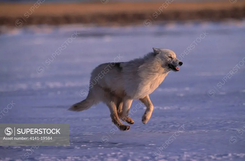 arctic or tundra wolf canis lupus mackenzii running on snow-covered tundra