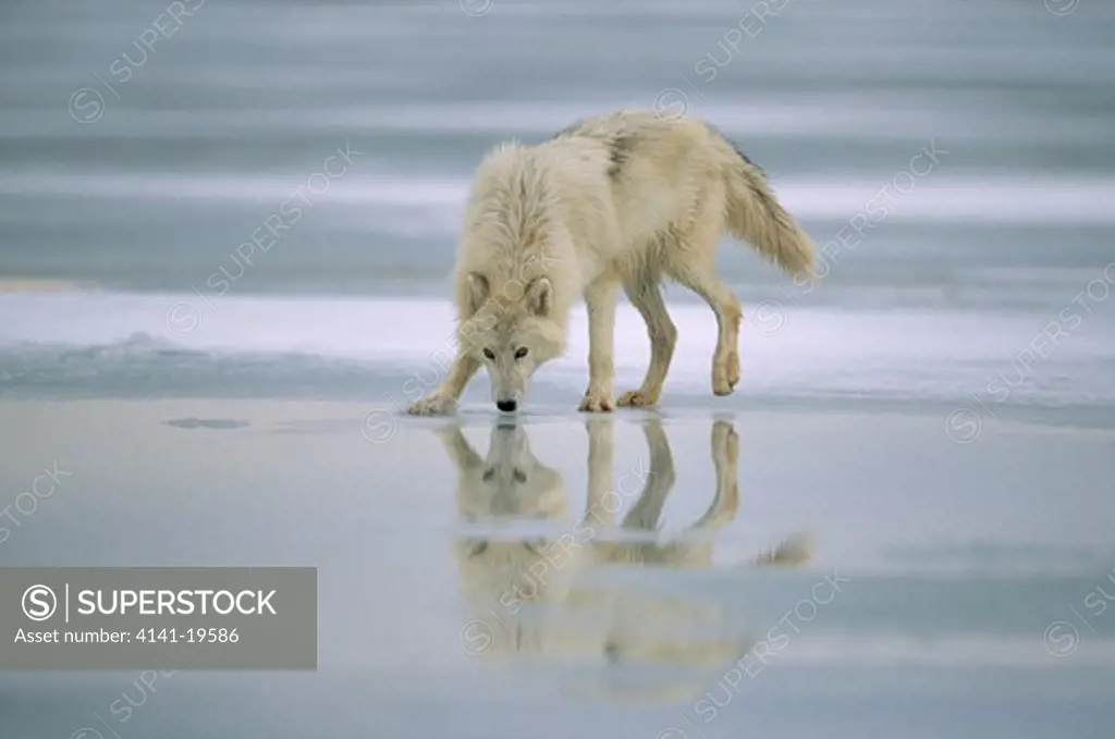 arctic or tundra wolf canis lupus mackenzii on ice-covered tundra