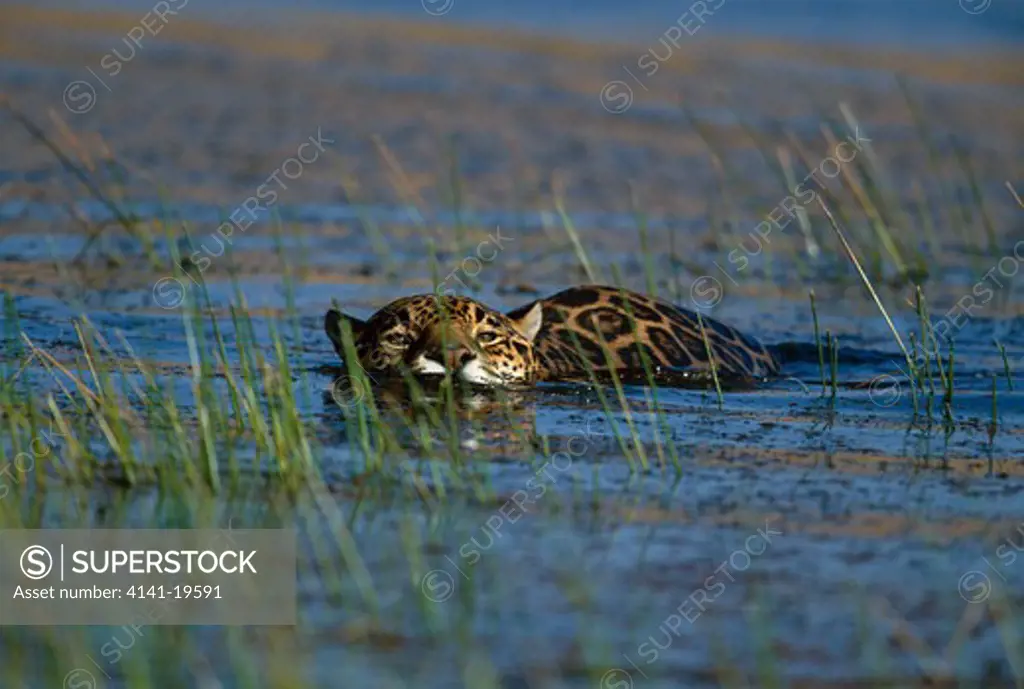 jaguar panthera onca swimming across river 