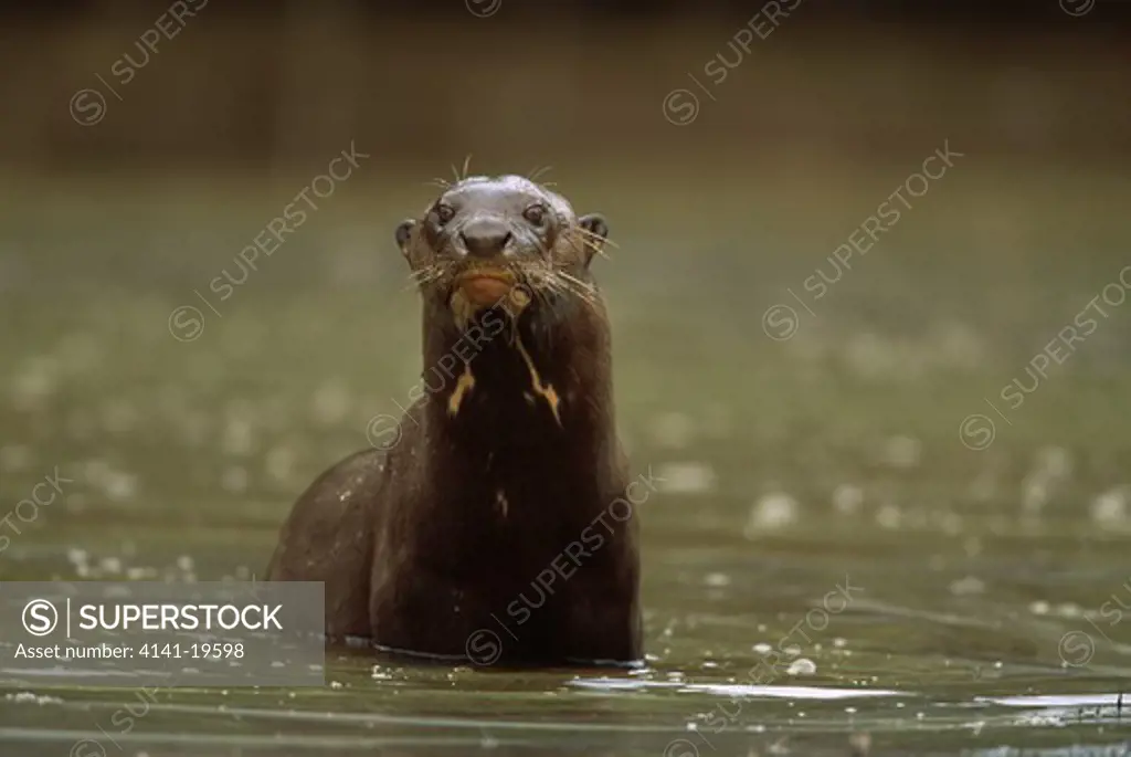 giant otter in water, alert pteronura brasiliensis pantanal, mato grosso, brazil.
