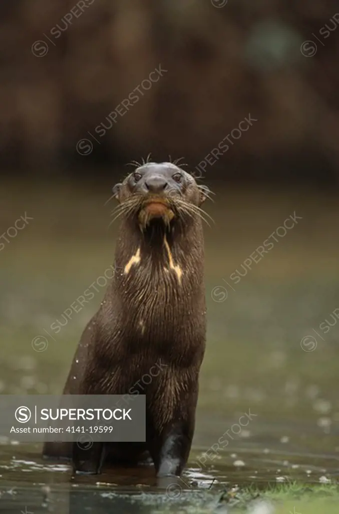 giant otter pteronura brasiliensis pantanal, mato grosso, brazil