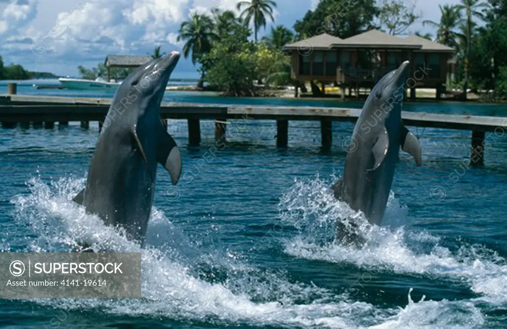 bottlenose dolphin tursiops truncatus pair tail-walking honduras. 