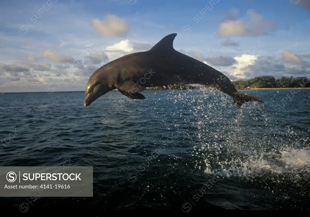 bottlenose dolphin leaping tursiops truncatus honduras, central america. 