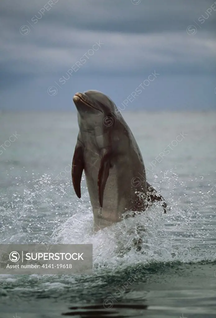 bottlenose dolphin tail-walking tursiops truncatus honduras, central america. 