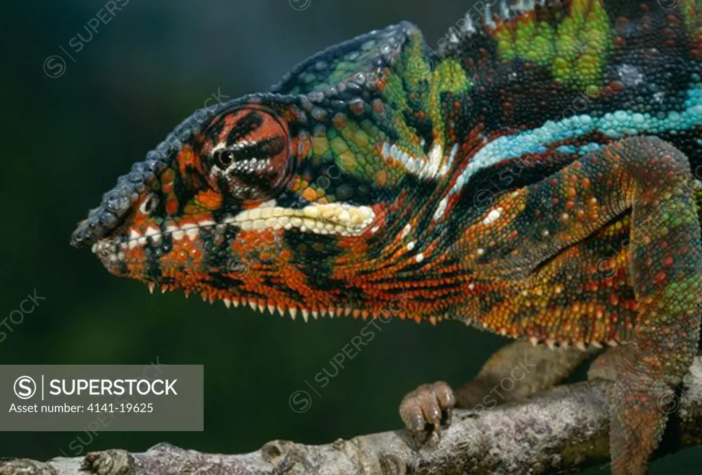 panther chameleon male chamaeleo pardalis on branch, head detail. madagascar
