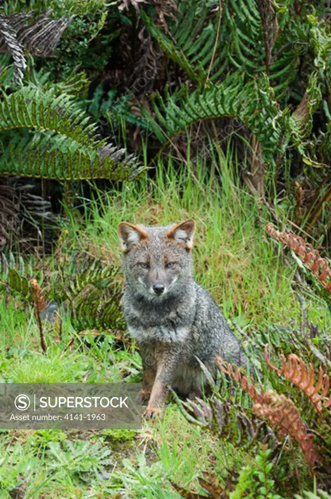 darwin's fox (pseudalopex fulvipes) endangered species photographed in the wild, chiloe island, chile. date: 23.12.2008 ref: zb1073_126616_0002 compulsory credit: nhpa/photoshot