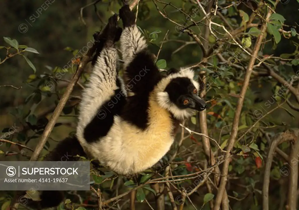 black & white ruffed lemur varecia variegata variegata hanging from thin branch madagascar
